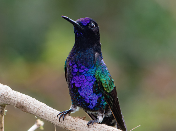 sietecolores-jhu.jpg